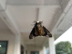 Lymantria atemeles