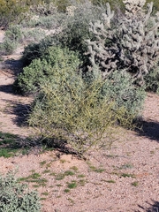 Parkinsonia microphylla