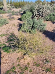 Parkinsonia microphylla