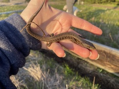 Elgaria coerulea coerulea