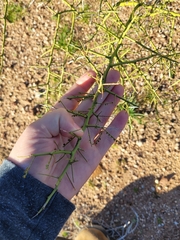 Parkinsonia microphylla