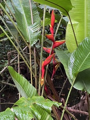 Heliconia