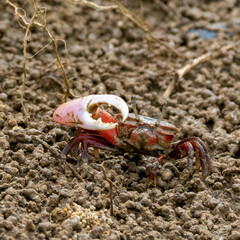 Austruca occidentalis