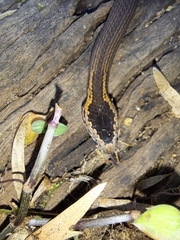 Cacophis squamulosus