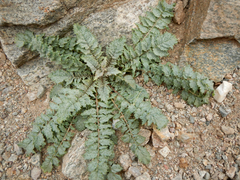 Chylismia