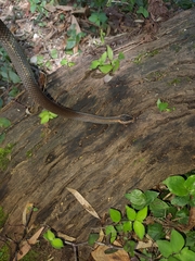 Cacophis squamulosus