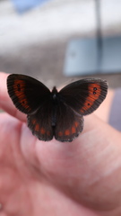 Erebia