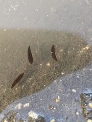 Mesostoma californicum