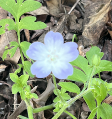 Nemophila