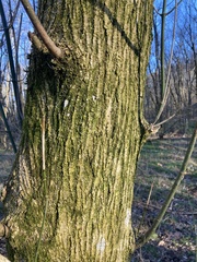 Acer negundo