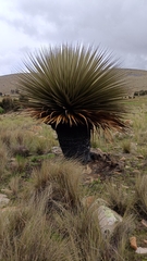 Puya raimondii