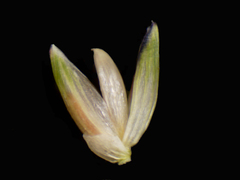 Panicum repens