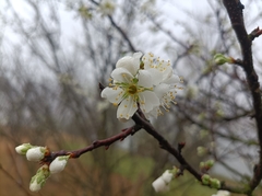 Prunus mume