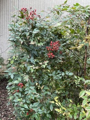 Nandina