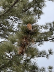 Pinus coulteri