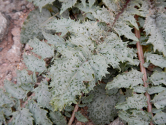 Chylismia