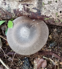 Amanita pekeoides