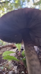 Amanita pekeoides