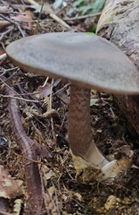 Amanita pekeoides