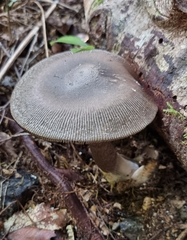 Amanita pekeoides
