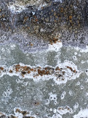 Caloplaca cerina