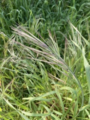 Bromus carinatus