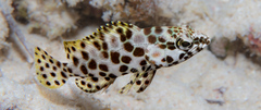 Epinephelus merra