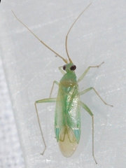 Blepharidopterus provancheri