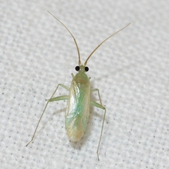 Blepharidopterus provancheri