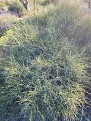 Ephedra aspera