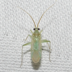 Blepharidopterus provancheri