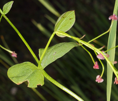 Claytonia sibirica