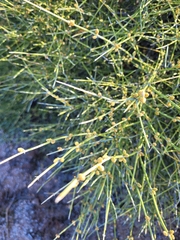 Ephedra aspera