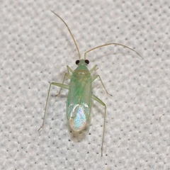 Blepharidopterus provancheri