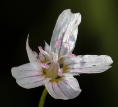Claytonia sibirica
