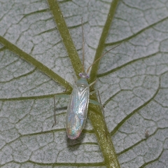 Blepharidopterus provancheri