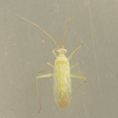 Blepharidopterus provancheri