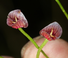 Claytonia sibirica