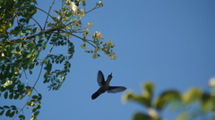 Orthorhyncus cristatus