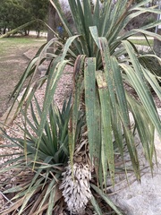 Yucca gloriosa