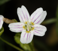 Claytonia sibirica