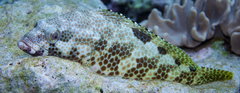 Epinephelus spilotoceps