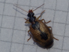 Lebia fuscata