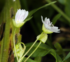 Claytonia sibirica