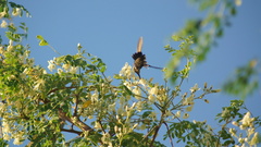 Orthorhyncus cristatus