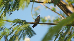 Orthorhyncus cristatus