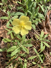 Crocanthemum corymbosum