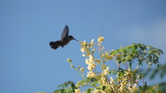 Orthorhyncus cristatus