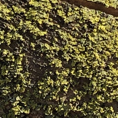 Candelariella efflorescens