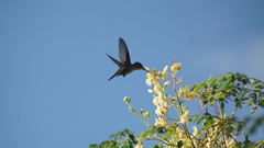 Orthorhyncus cristatus